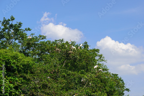 Egret or heron