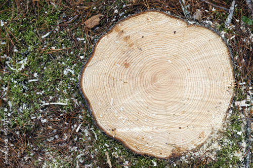 Pine stump