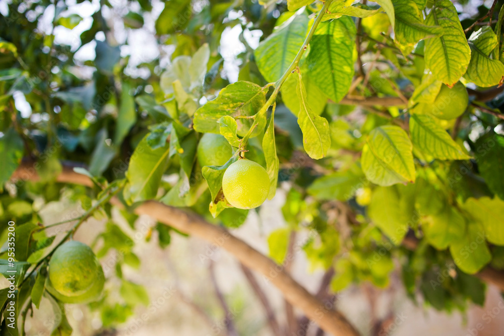 Lime hanging on a tree. Fresh fruit