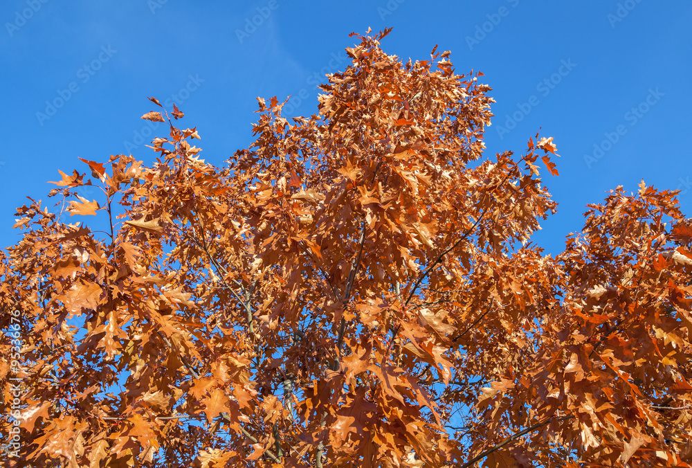 Fototapeta premium Big oak.