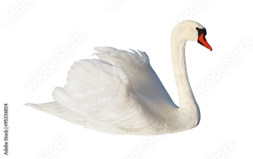 Obraz na płótnie Fluffy white swan.