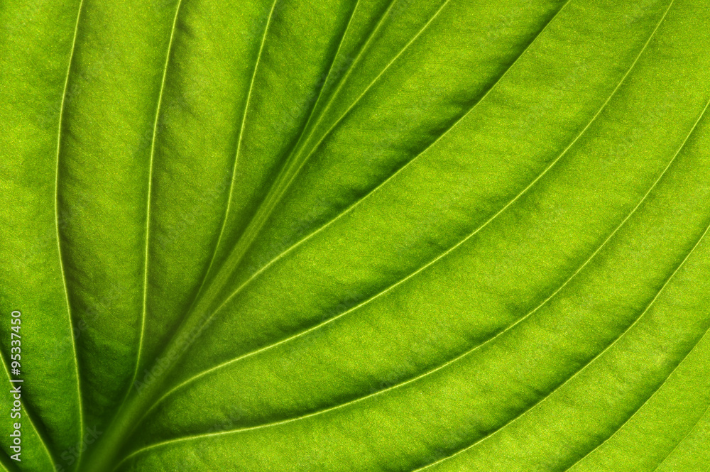 green leaf texture green leaf texture