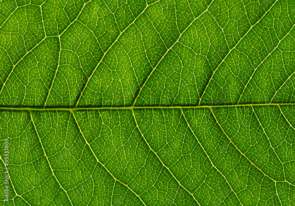 green leaf texture green leaf texture