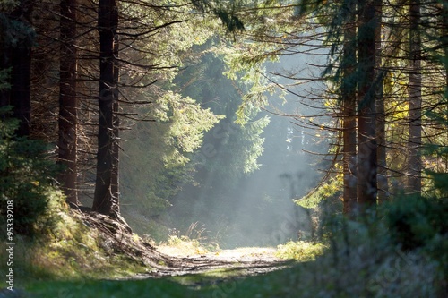 Spruce Trees in the Mist with Sun Rays