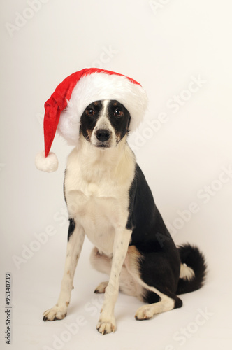 Dog in Santa hat © GrasePhoto