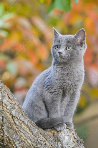 Elegant cat. Autumn background.