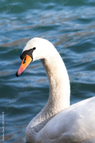 swan animal