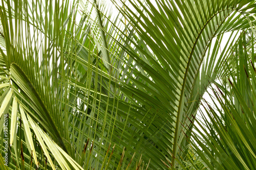 Fototapeta Naklejka Na Ścianę i Meble -  Palm tree fronds closeup
