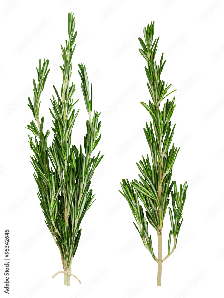 Set of fresh green rosemary sprig and bunch of rosemary sprigs tied with rope isolated on a white background. Design element for product label. Set of fresh green rosemary sprig and bunch of rosemary sprigs tied with rope isolated on a white background. Design element for product label.