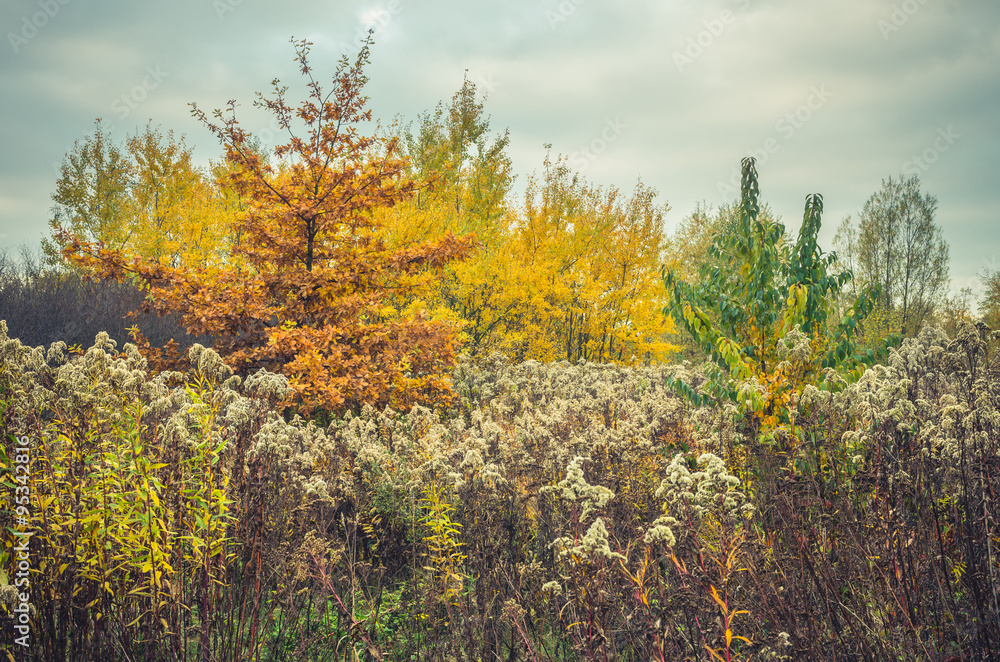 Cloudy morning over colorful autumn meadow with bushes - vintage colors