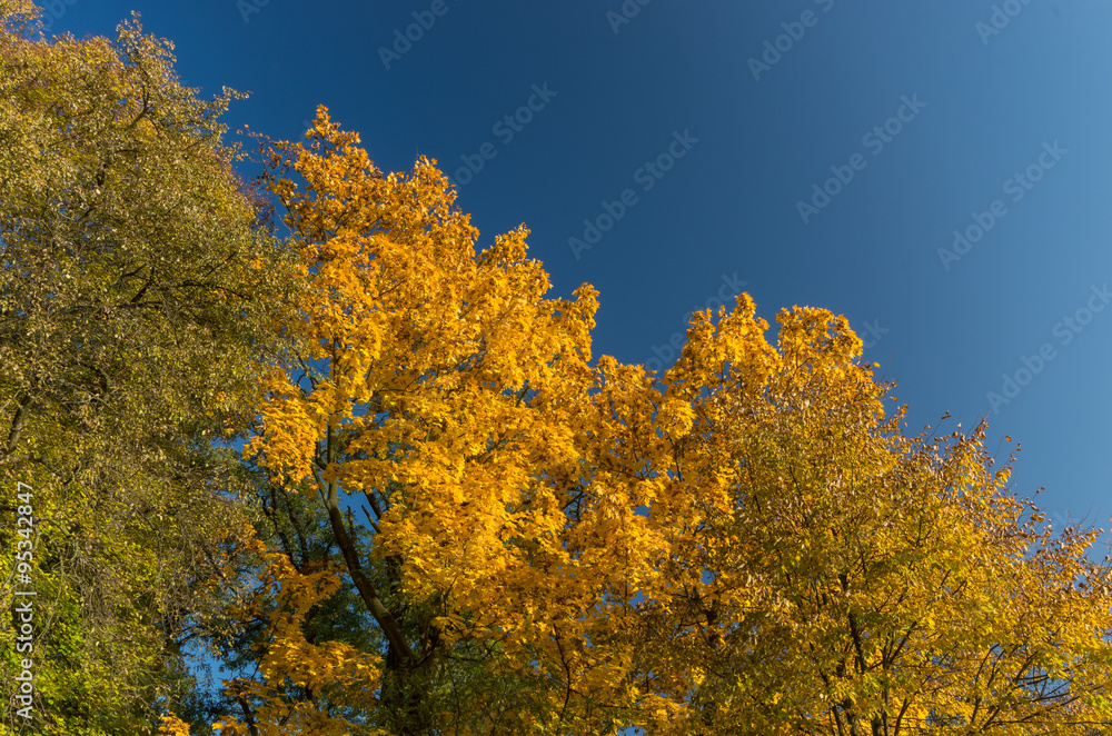Fototapeta premium yellow and green maple trees with blue sky