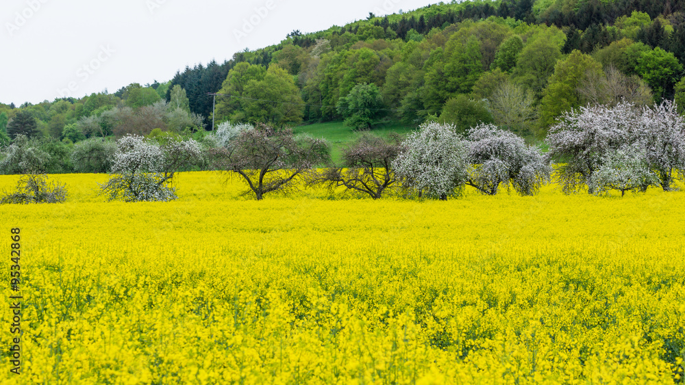 Gelbe Rapsfeld mit blühende Apfelbäumen