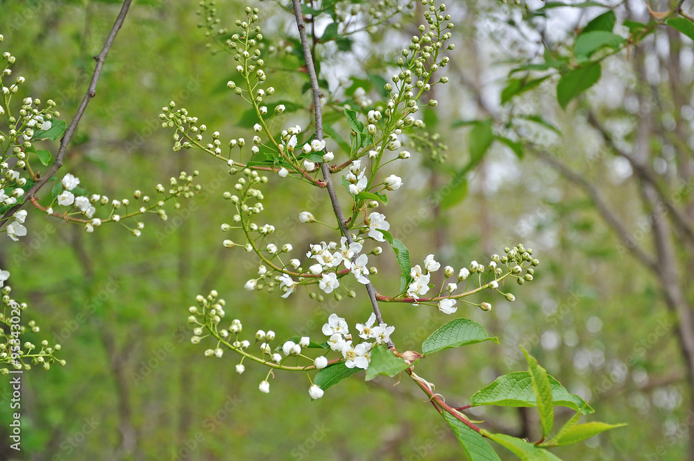 White spring flowers on natural shrub outdoors in May. White spring flowers on natural shrub outdoors in May.