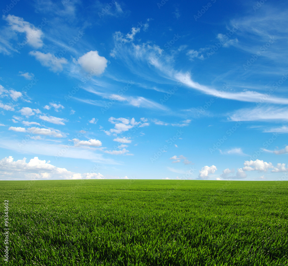 Obraz premium green field