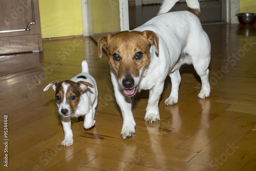 little jack russell terrier playing