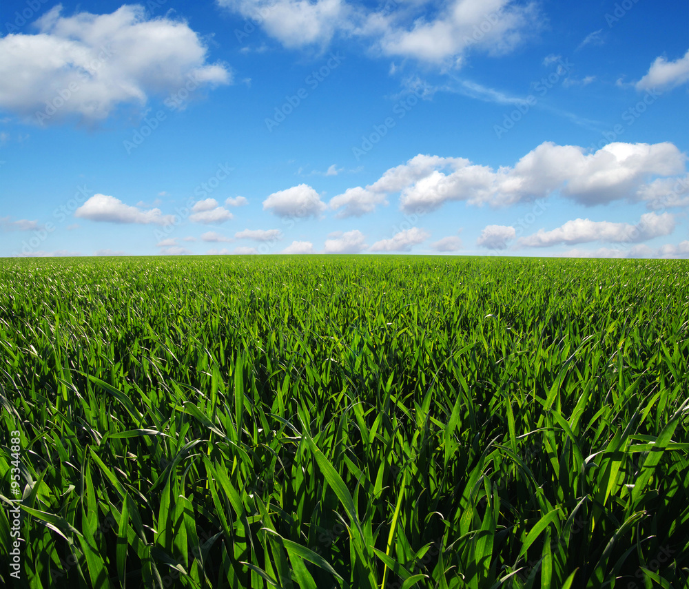 green field green field