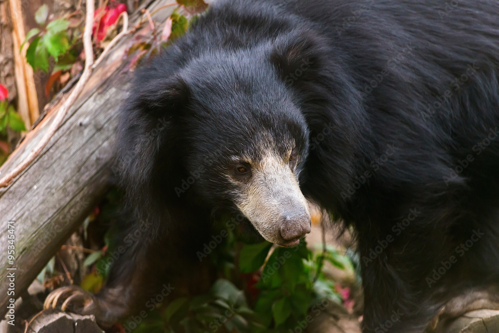 large sloth bear large sloth bear