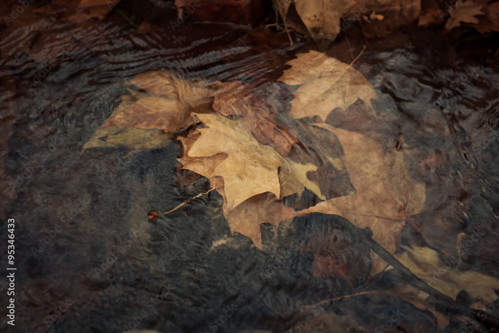 fallen leaves in stream