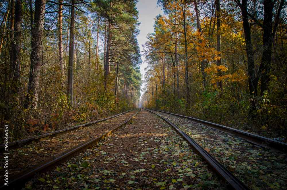 Fototapeta premium When the way goes through the forest 