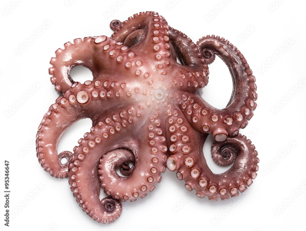 Pulpo cocido sobre fondo blanco Pulpo cocido sobre fondo blanco