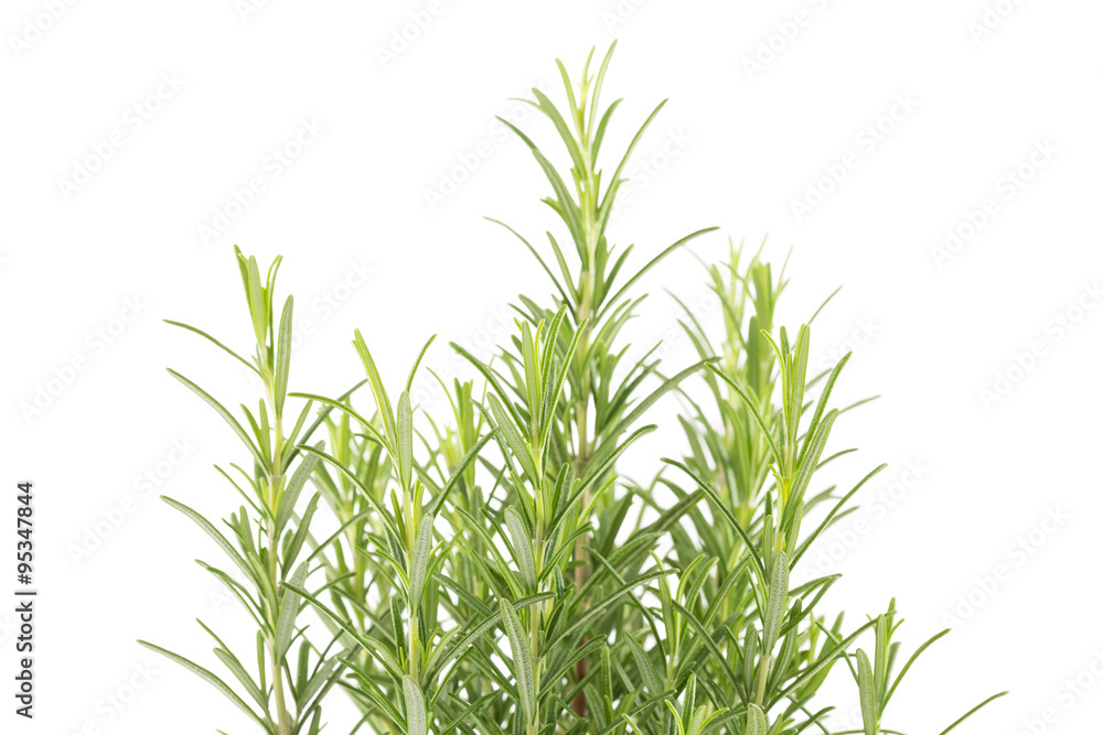 Fototapeta premium Branches of rosemary on a white background