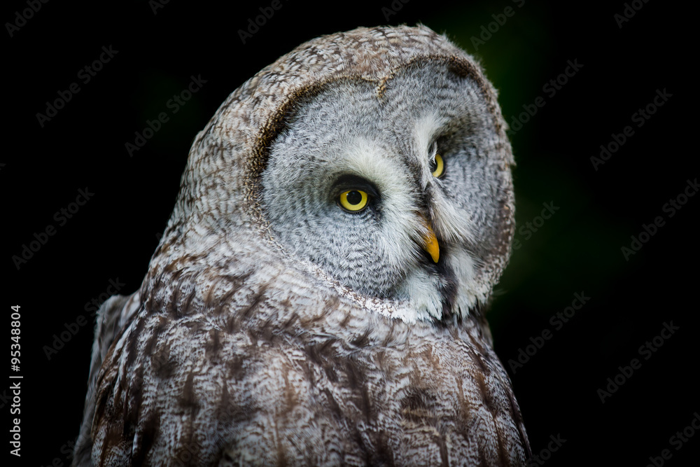 Obraz premium Great Grey Owl