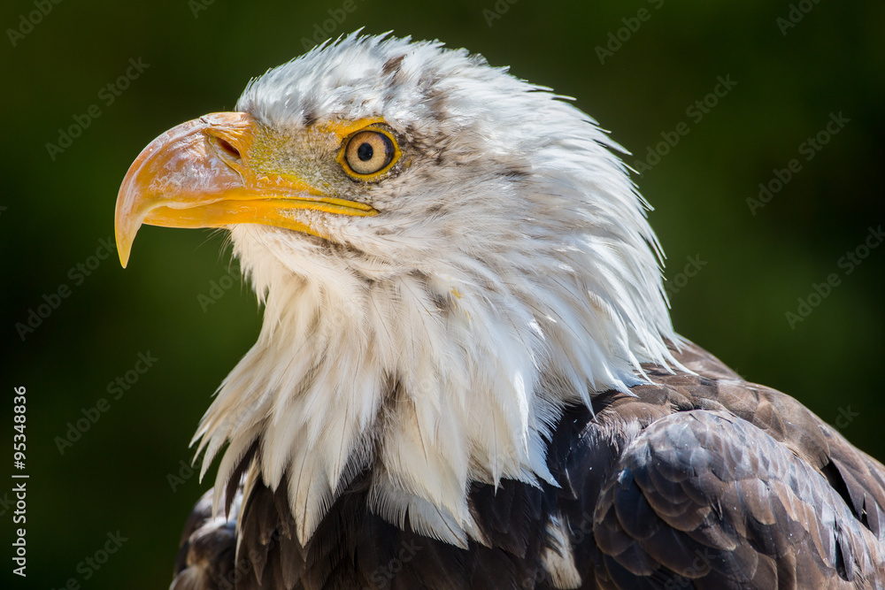 Bald Eagle Bald Eagle