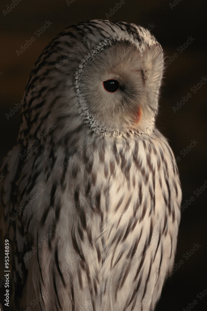 Fototapeta premium Habichtskauz