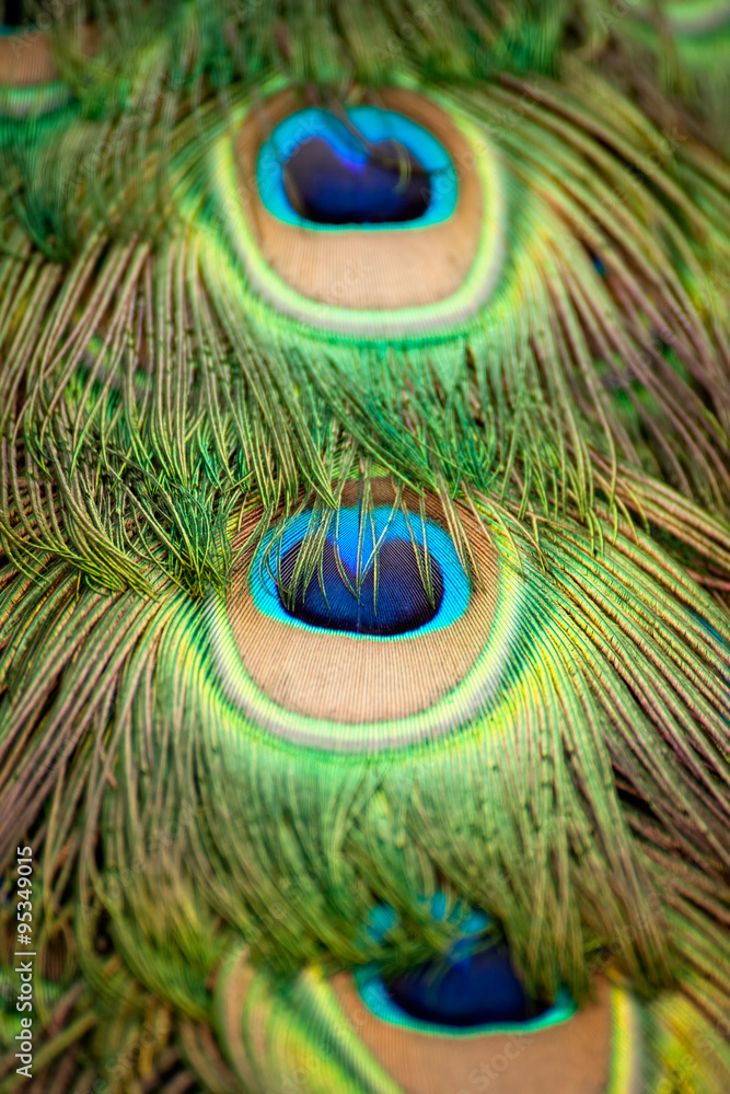 Naklejka premium Peacock feathers