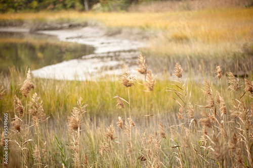 Marsh at Virginia Beach