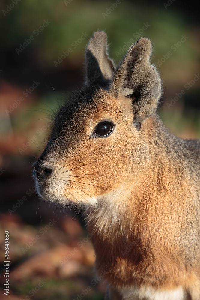 Fototapeta premium Pampashase