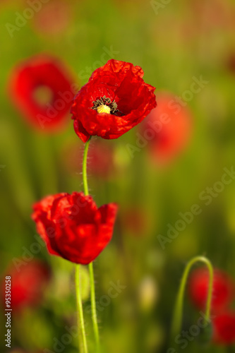 Beautiful poppies on the meadow