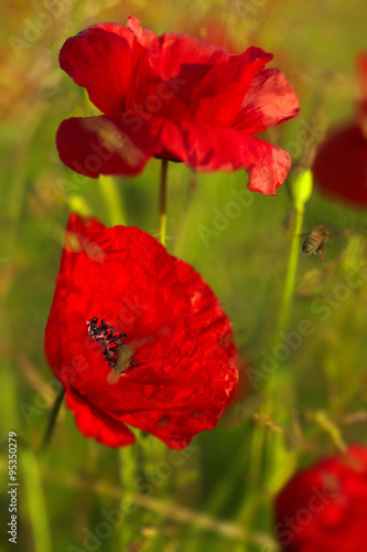 Beautiful poppies on the meadow