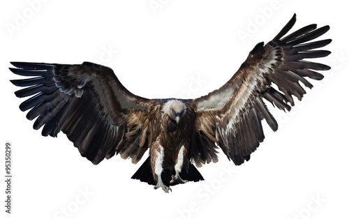 Flying  vulture. Isolated over white