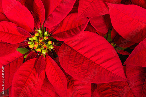 Foto Red poinsettia flower (Euphorbia pulcherrima), Christmas Star