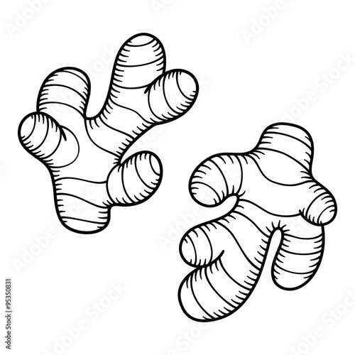 Ginger root sketch
