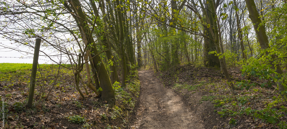 Obraz premium Path through a forest in spring 