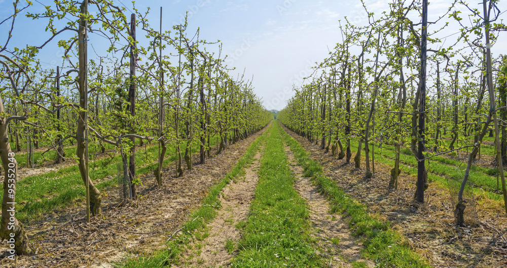 Orchard with fruit trees in bud in spring Orchard with fruit trees in bud in spring
