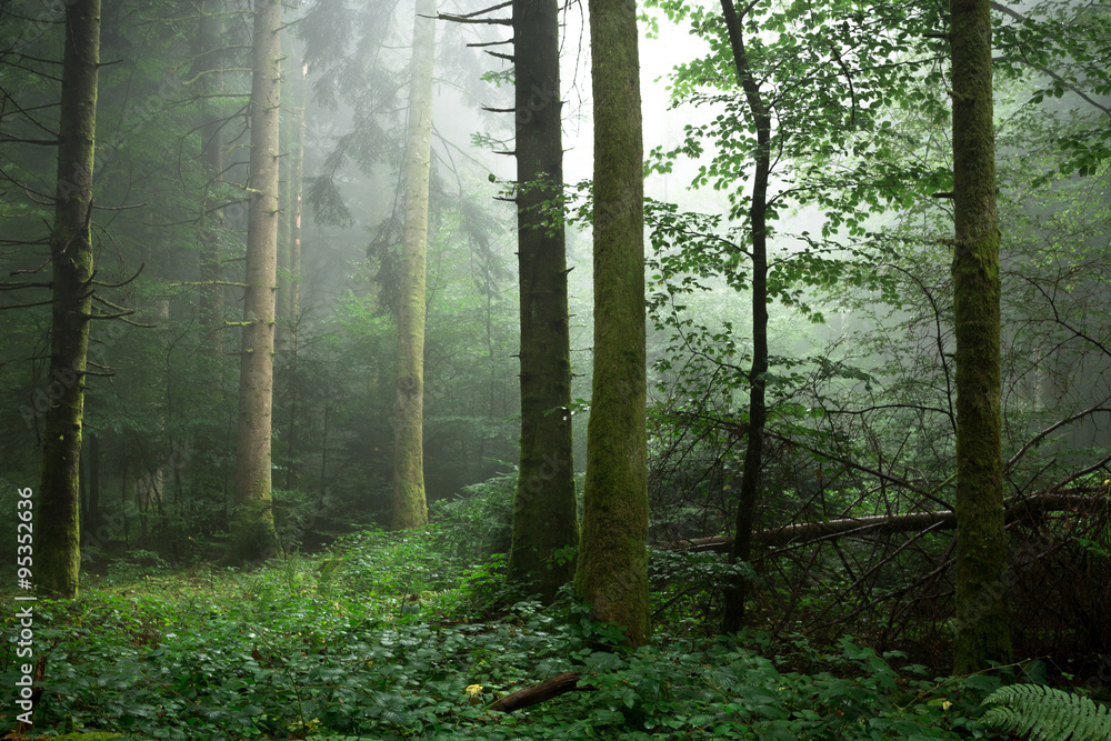 Fototapeta premium sous bois troncs et parterre de feuillage