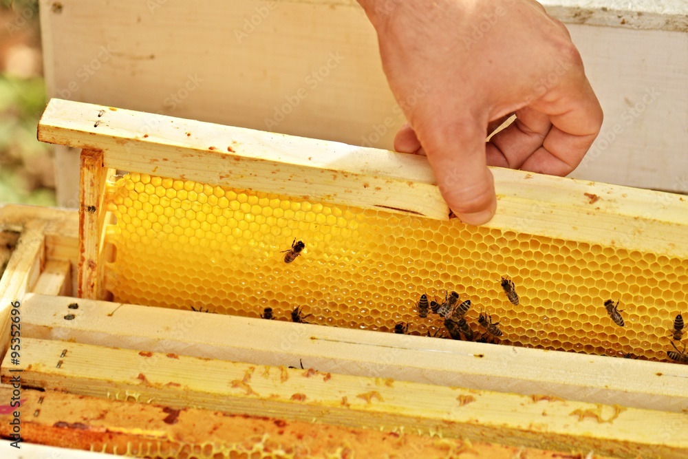 abeilles - obrazy, fototapety, plakaty 