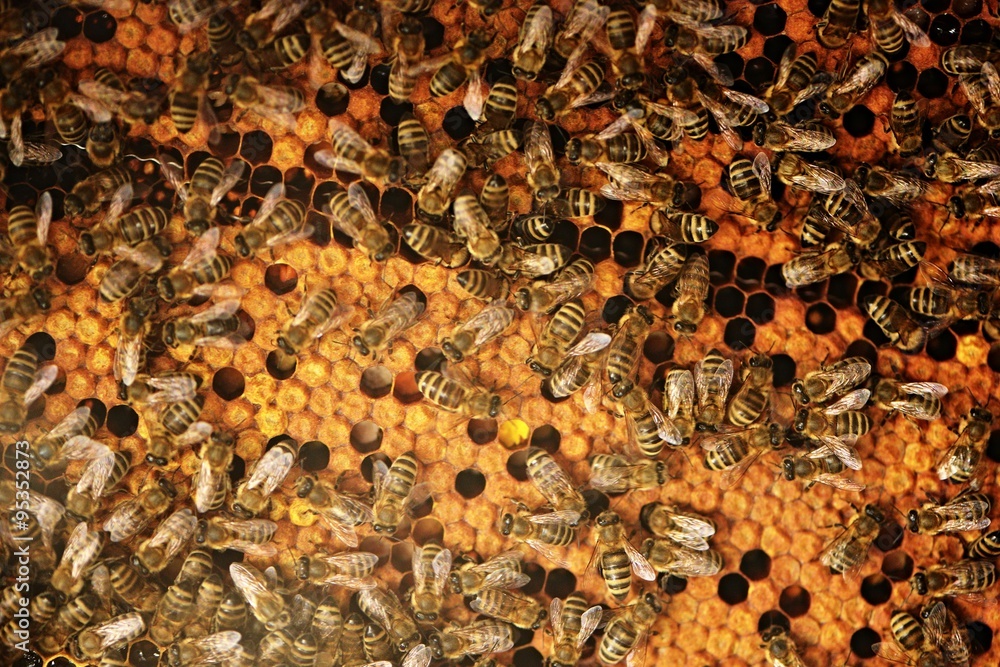 abeilles abeilles
