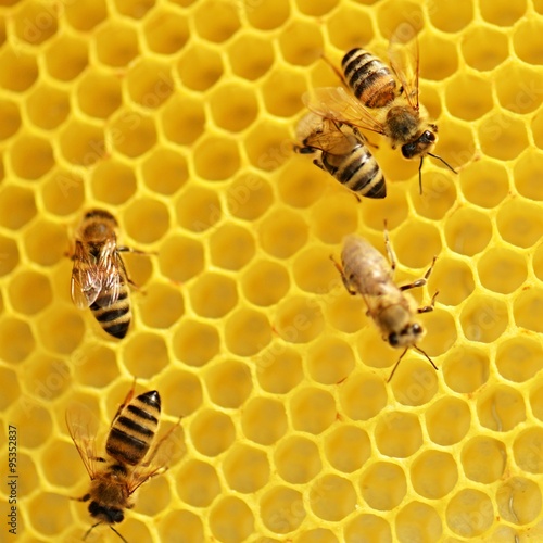 abeilles © muro