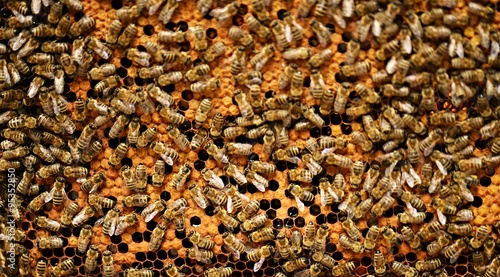 abeilles © muro