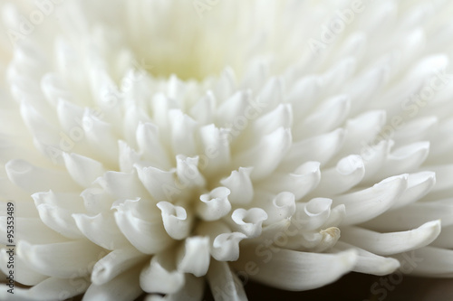 Beautiful autumn flower - white chrysanthemum