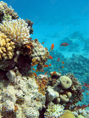 coral reef with hard corals and fishes anthias in tropical sea, underwater