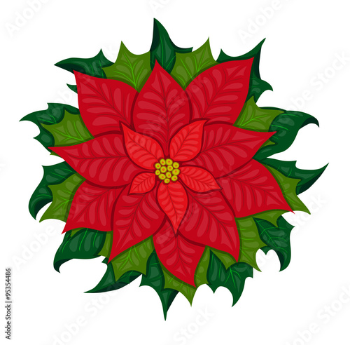 Christmas star poinsettia