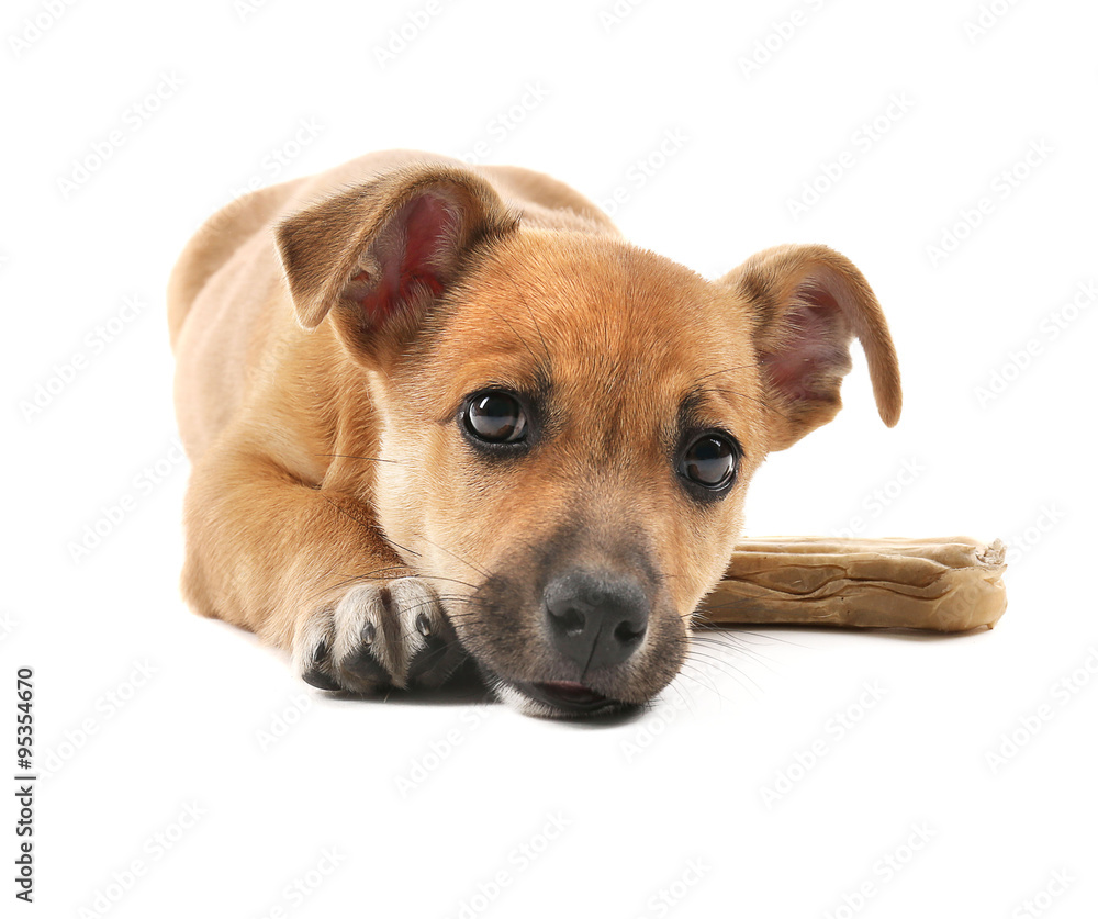 Puppy with toy bone isolated on white