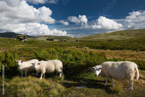 Schafe in Landschaft von Norwegen
