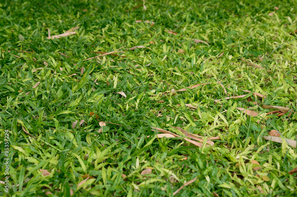 Obraz premium Green grass