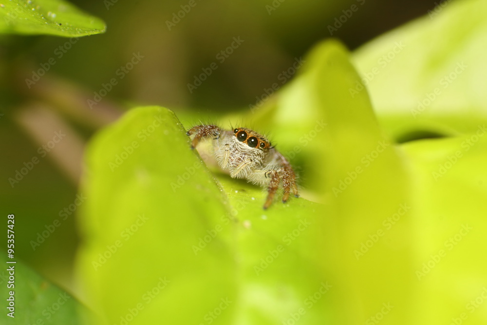 Obraz premium Jumping spider